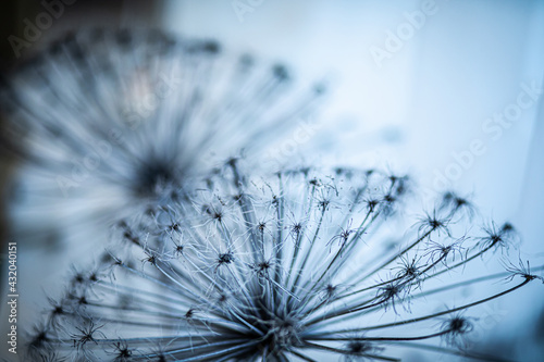 hogweed umbrella