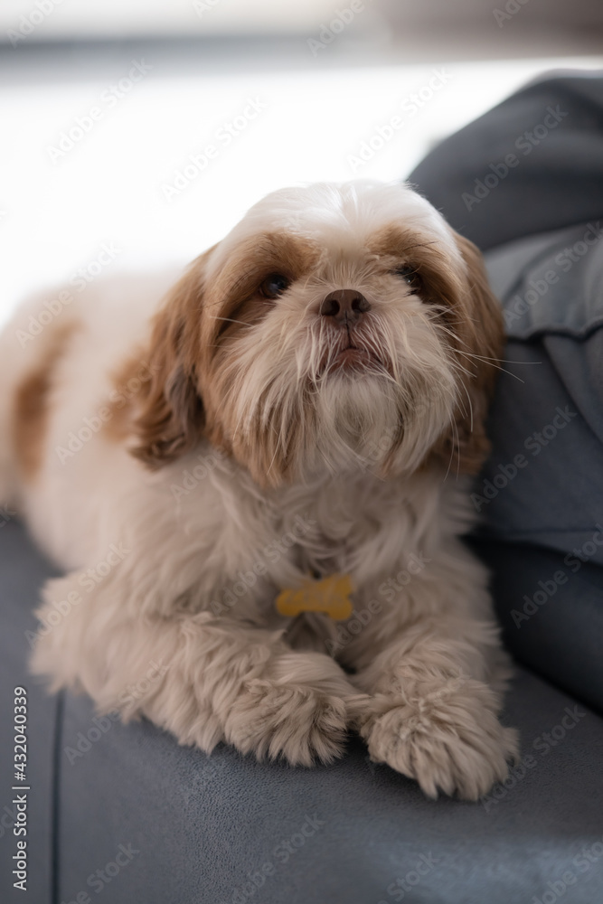 cachorro de pequeno porte, da raça shitzu, sobre o sofá da sala 