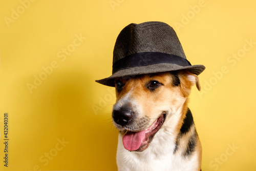 A funny dog ​​dressed hat on the yellow or illuminating background. Summer holidays concept. Sun protection. A mongrel dog sunbathes. A tricolor outbred dog sticks out its tongue.
