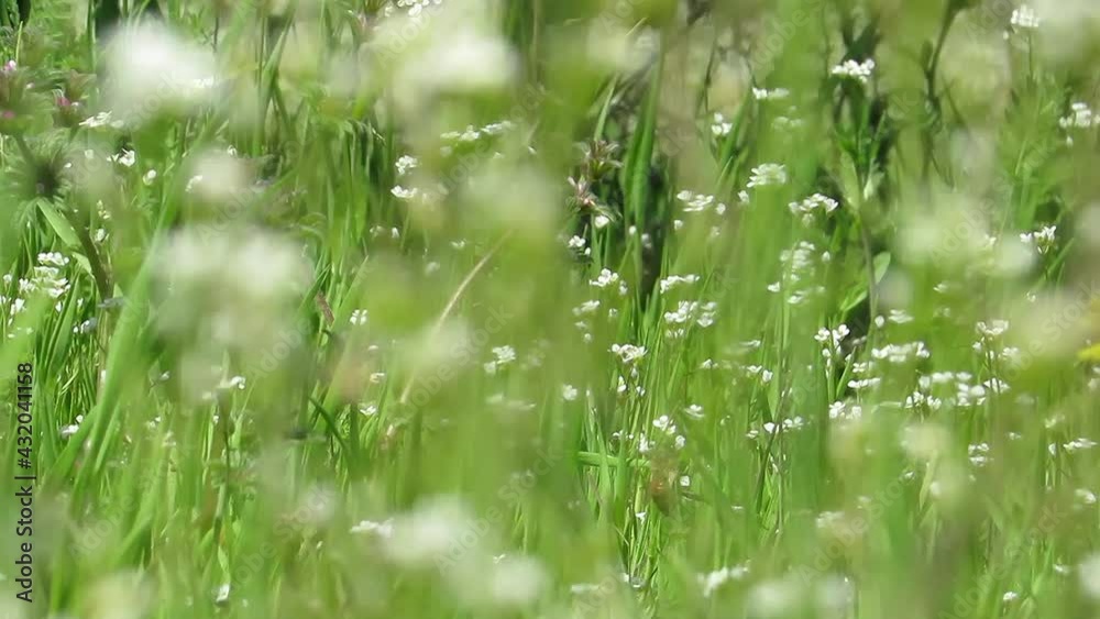 White little flowers background green White little flowers background green