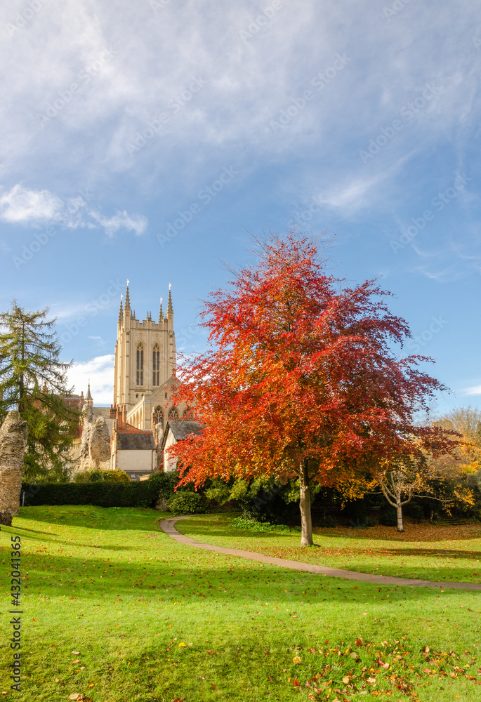 Autumn picture of St Edmundsbury Cathedral with a beautifuly colourful red tree.