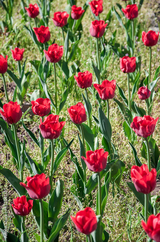 Tulips of red color in the garden 