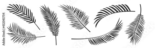 Palm leaf vector black silhouettes, summer branch plant jungle coconut tree, nature set icon isolated on white background. Tropic illustration