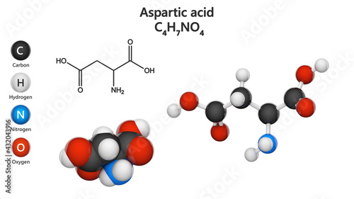 Aspartic acid (symbol Asp or D), is an amino acid that is used in the biosynthesis of proteins. Formula: C4H7NO4. 3D illustration. Chemical structure model: Ball and Stick + Space-Filling. photo