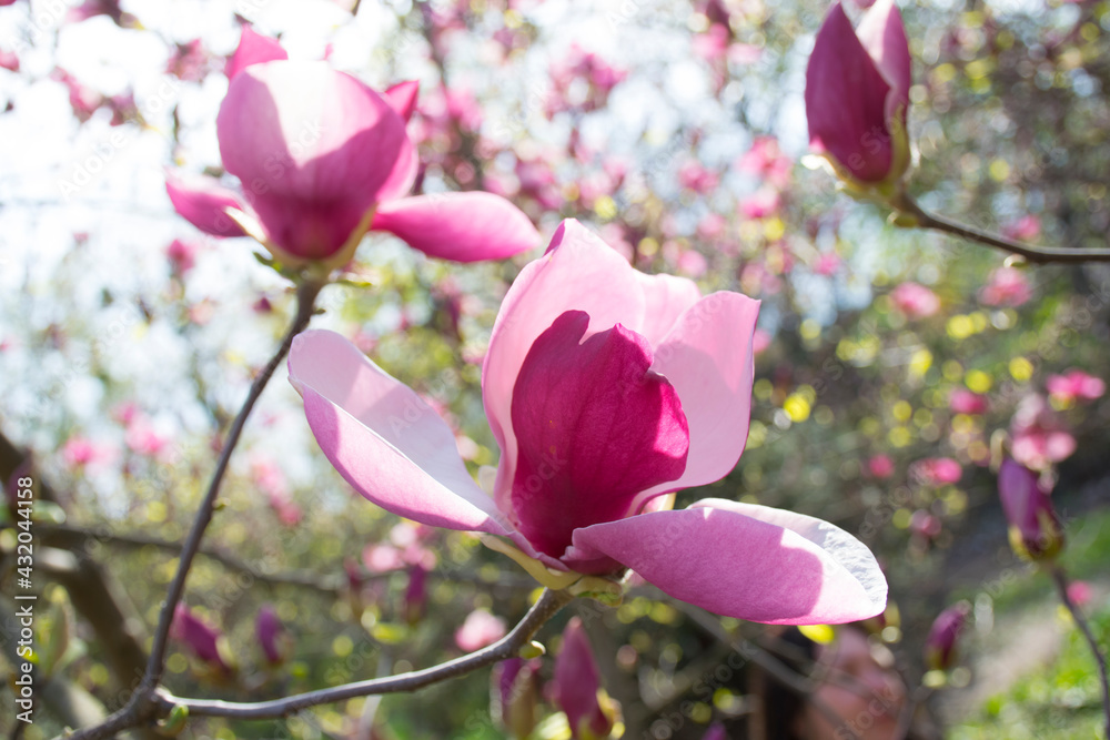 pink magnolia flowers pink magnolia flowers