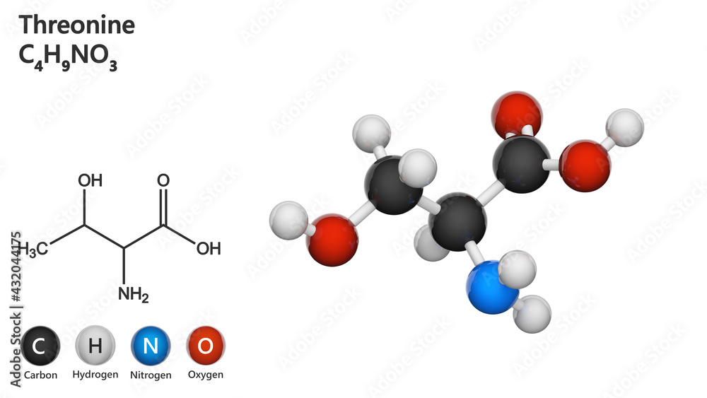 Threonine (symbol Thr or T) is an amino acid that is used in the biosynthesis of proteins. Formula C4H9NO3. 3D illustration. Chemical structure model: Ball and Stick. White background.