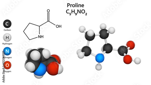 Proline (symbol Pro or P) is a cyclic, nonessential amino acid in humans. Formula: C5H9NO2. 3D illustration. Chemical structure model: Ball and Stick + Space-Filling. Isolated on white background.