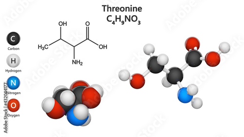 Threonine (symbol Thr or T) is an amino acid that is used in the biosynthesis of proteins. Formula C4H9NO3. 3D illustration. Chemical structure model: Ball and Stick + Space-Filling. White background
