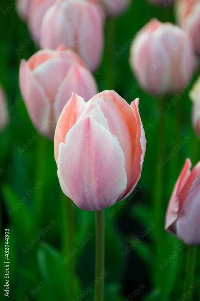 Flowering tulips background with selective focus. Beautiful spring background of a field of light pink blooming flowers. Top view of group of pink tulips close up. Flowering tulips background with selective focus. Beautiful spring background of a field of light pink blooming flowers. Top view of group of pink tulips close up.