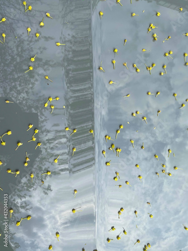 abgefallene Blüten im Frühling auf der Motorhaube eines Autos photo