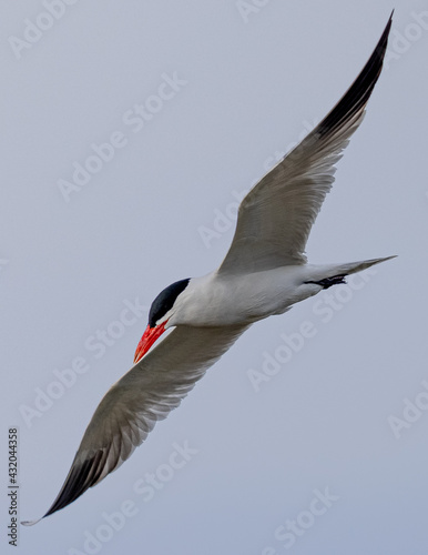 Forster s tern about to dive into the San Francisco Bay