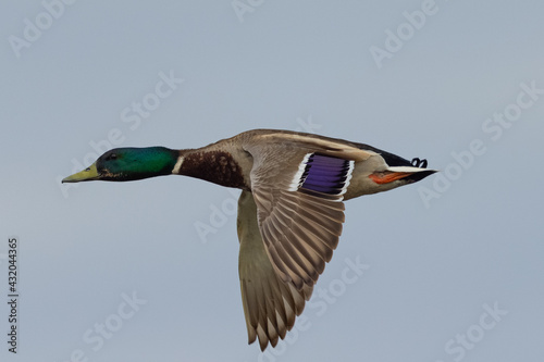 Very close view of a male wild duck flying, seen in a North California marsh