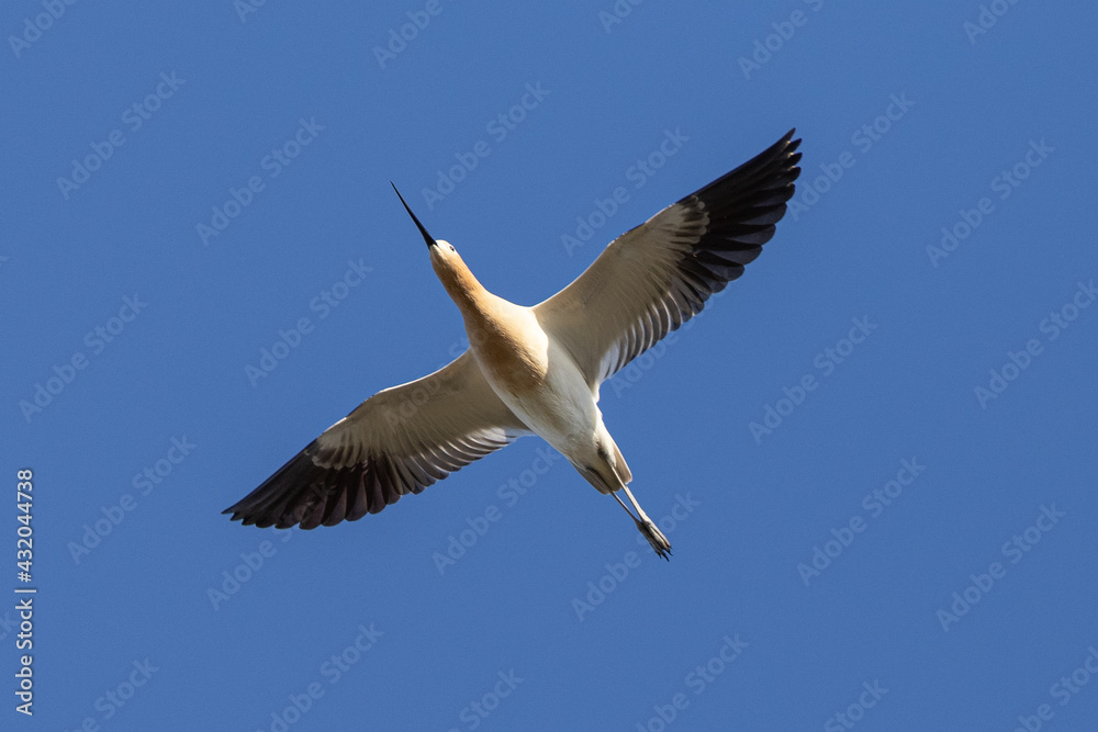 Extreme close-up of an American avocet flying, seen in the wild in a North California marsh 