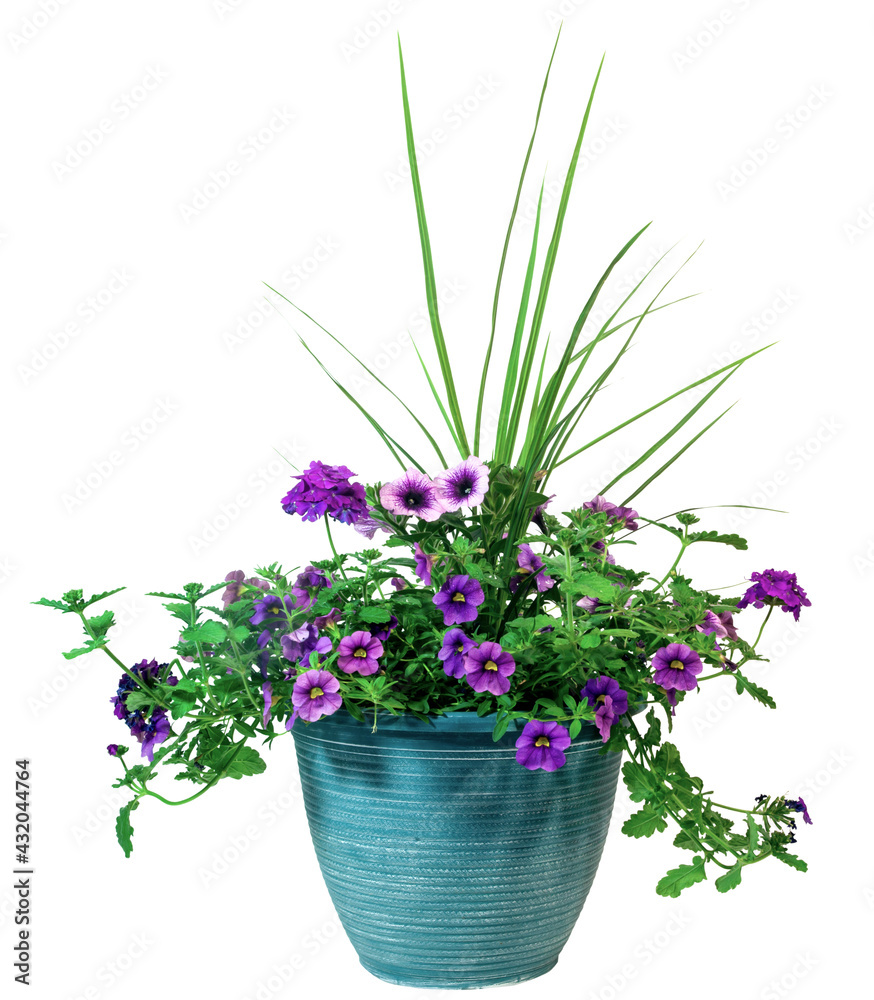 Εκτύπωση καμβά Isolated spring flower planter with purple petunias and verbena.