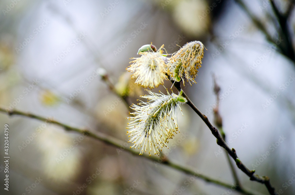 Pussy willow in bloom Pussy willow in bloom