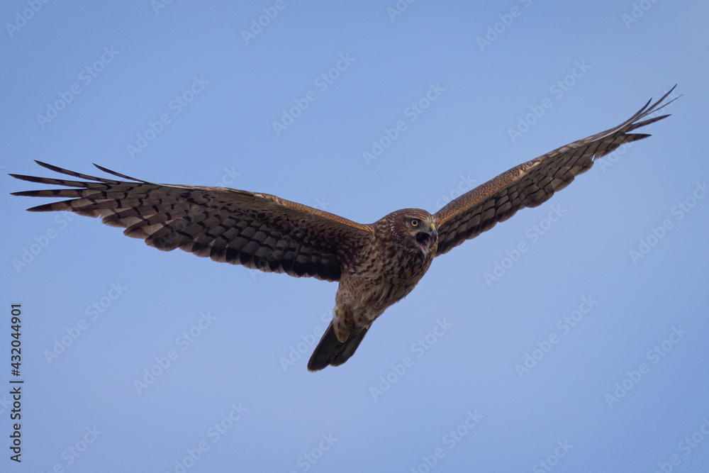 Fototapeta premium Extremely close view of a female hen harrier (Northern harrier) flying in beautiful light, seen in the wild in North California