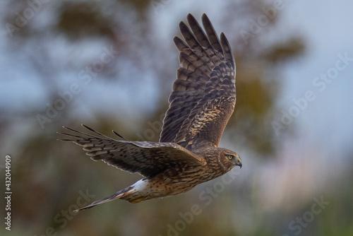 Extremely close view of a female  hen harrier (Northern harrier)  flying in beautiful light, seen in the wild in North California