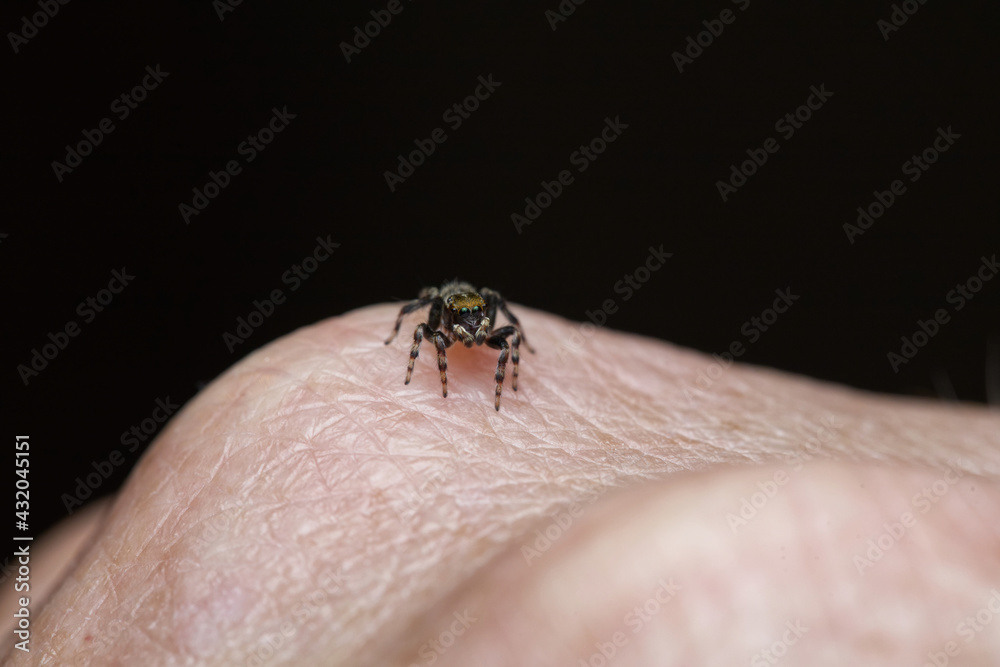 Maratus griseus - White-banded Jumping Spider Maratus griseus - White-banded Jumping Spider
