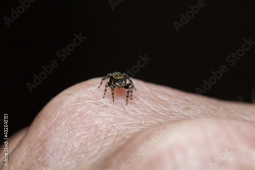 Maratus griseus - White-banded Jumping Spider photo