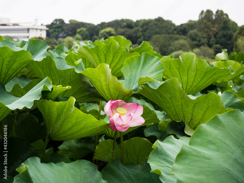 Φωτογραφία Lotus flowers blooming in Shinobazu Pond in Ueno Park -Tokyo, Japan