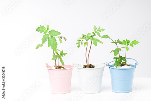 seedling at small bucket isolated. domestic vegetable gardening concept. creative idea growth