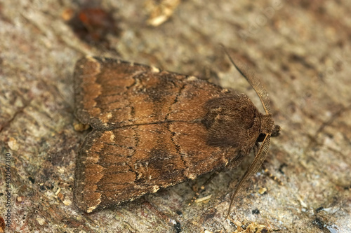 Closeup of the brown rustic, Charanyca ferruginea on a piece of wood photo