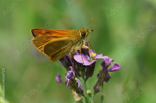 Closeup of the large skipper,  Ochlodes sylvanus on a purple flower in the garden photo