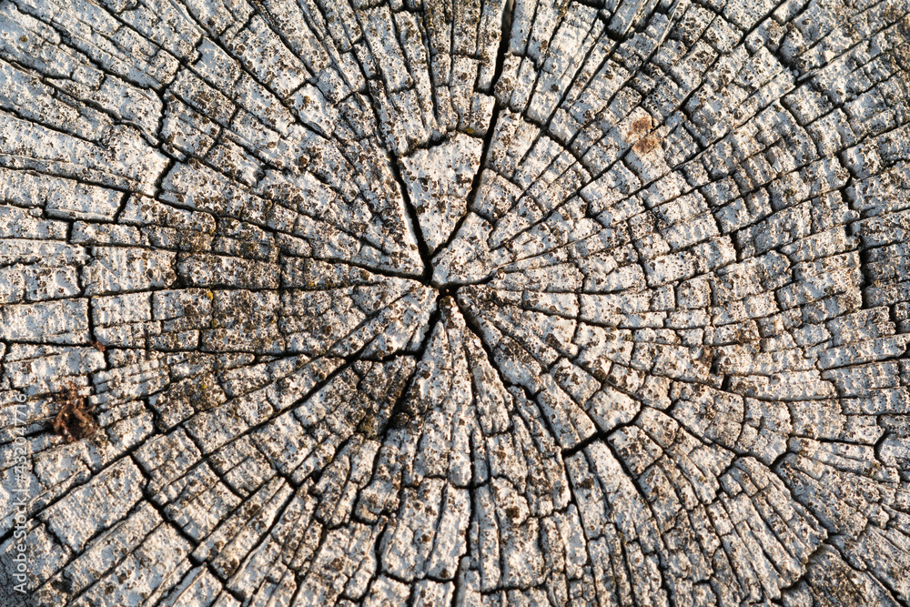 Fototapeta premium Cross section of a tree. The end of the wooden fence post is gray.