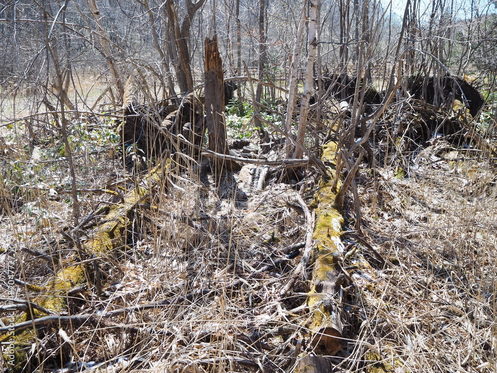 湿地帯に倒れている苔むした倒木 湿地帯に倒れている苔むした倒木