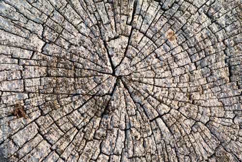 Cross section of a tree. The end of the wooden fence post is gray.