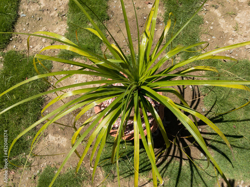 Ponytail palm Beaucrnea recurvata or Elephant foot plant or nolina palm potted in a beautiful decorative planter top view photo