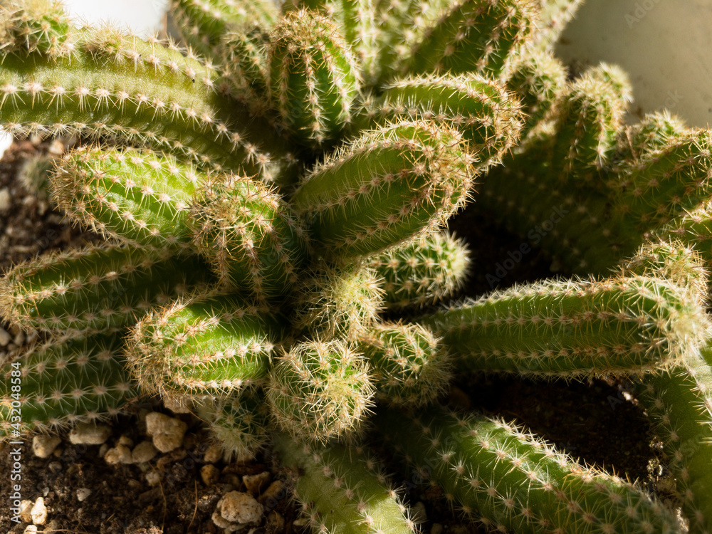 closeup of a peanut cactus with green texture body with thorns closeup of a peanut cactus with green texture body with thorns