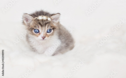 one newborn kitten standing looking in camera on neutral background. adorable kitten portrait. newborn pet photosession, animal care, cat's day, pet love, art pet photography concept. copy space