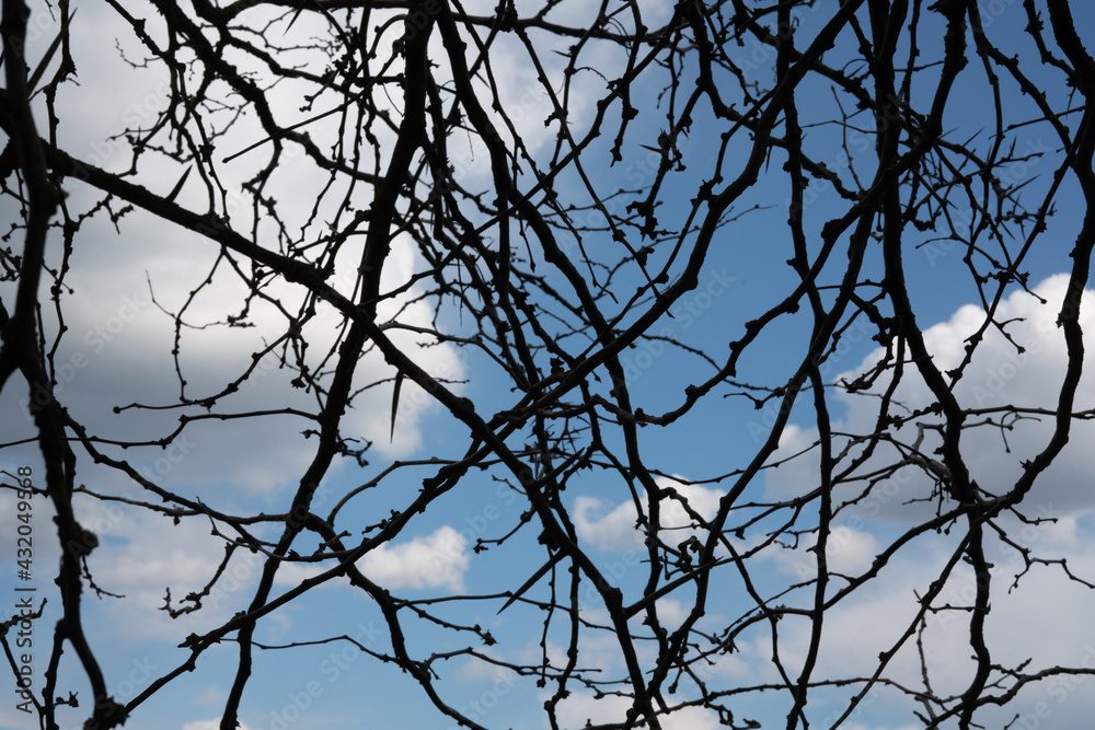Beautiful clouds and blue sky through black branches without leaves. Beautiful clouds and blue sky through black branches without leaves.