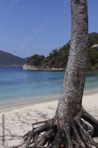 tree on the beach