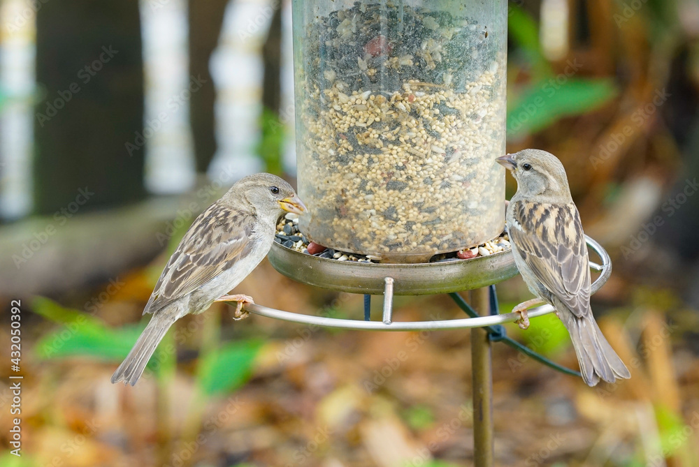 Naklejka premium Two tiny female House Sparrows perched on a bird feeder in a garden eating seeds