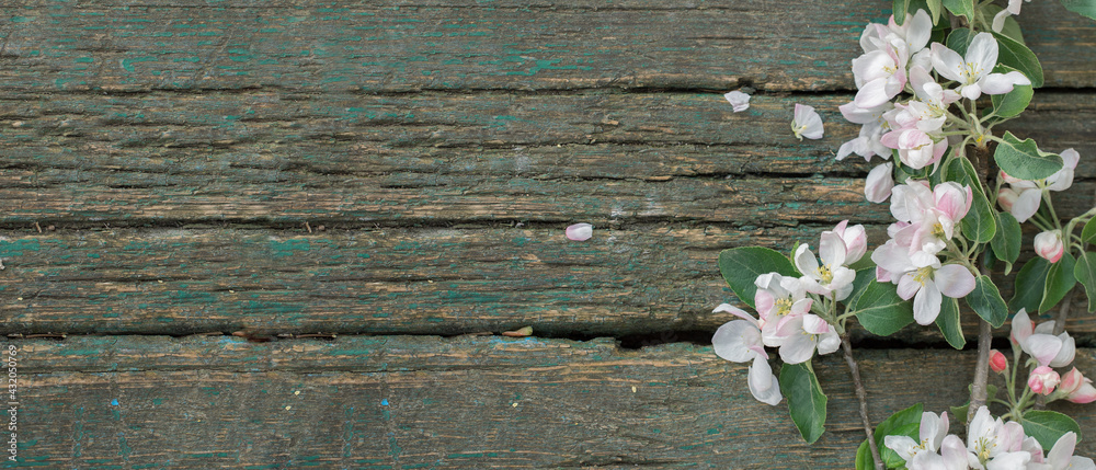 Frame of blooming apple branch on rustic wooden background with copy space for message. Spring flowers. Greeting card for Valentine's Day, Woman's Day and Mother's Day. Top view. Flat lay Frame of blooming apple branch on rustic wooden background with copy space for message. Spring flowers. Greeting card for Valentine's Day, Woman's Day and Mother's Day. Top view. Flat lay