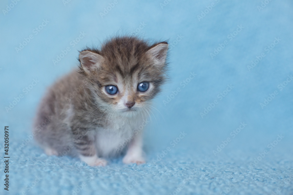 one newborn kitten sitting looking in camera. adorable kitten portrait. newborn photosession, animal care, cat's day, pet love, art photography, travel together, miss you, love you concept. copy space