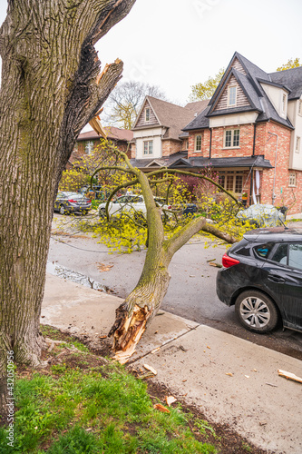 Huge downed tree branch on residential street (no injuries or significant damage). Verticle photo