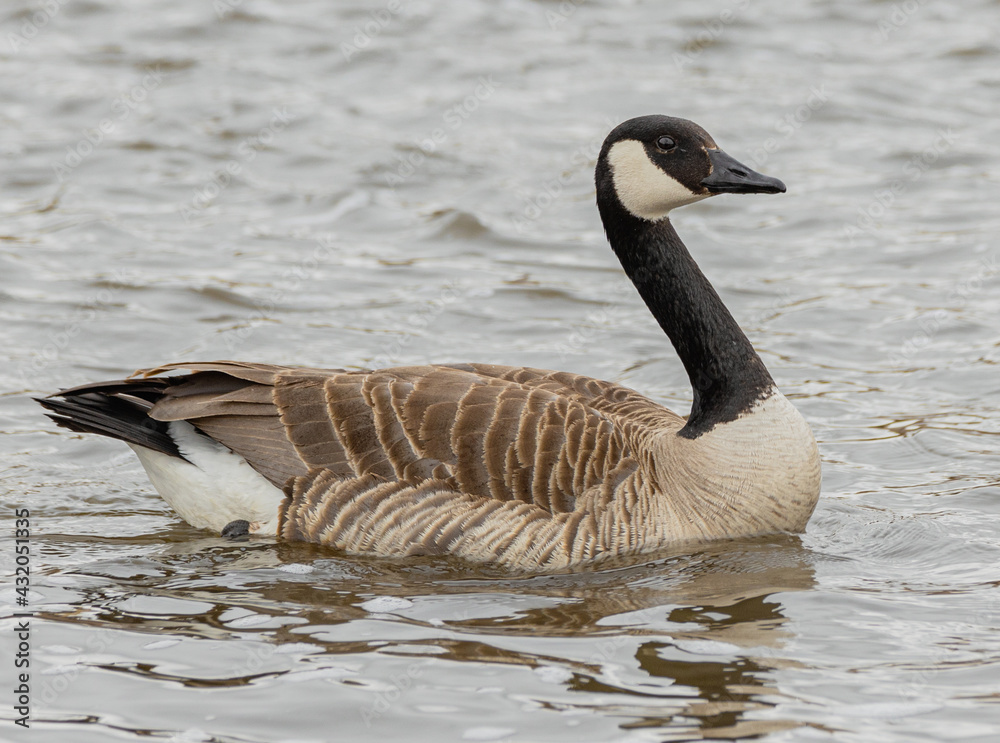 country goose swimming