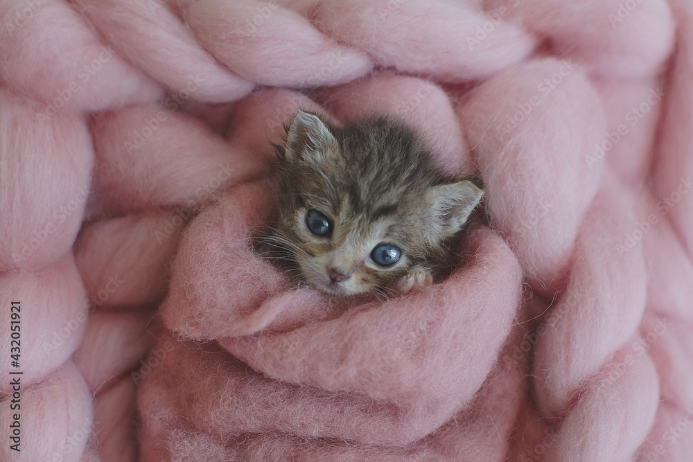 one newborn kitten wrapped pink wool. adorable kitten portrait. newborn pet photosession, animal care, cat's day, pet love, adopt animals, art pet photographyone, travel together, miss you, love you one newborn kitten wrapped pink wool. adorable kitten portrait. newborn pet photosession, animal care, cat's day, pet love, adopt animals, art pet photographyone, travel together, miss you, love you