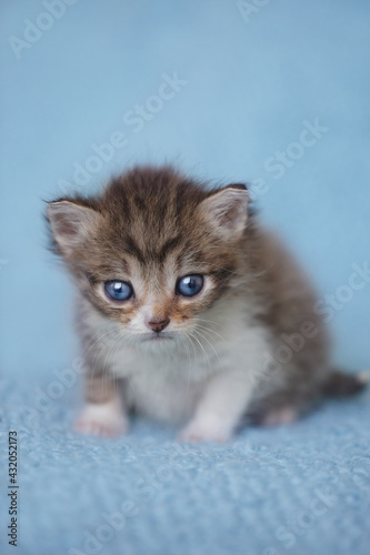 Fototapeta Naklejka Na Ścianę i Meble -  one newborn kitten sitting looking in camera. adorable kitten portrait. newborn photosession, animal care, cat's day, pet love, art photography, travel together, miss you, love you concept. copy space