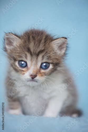 one newborn kitten sitting looking in camera. adorable kitten portrait. newborn photosession, animal care, cat's day, pet love, art photography, travel together, miss you, love you concept. copy space