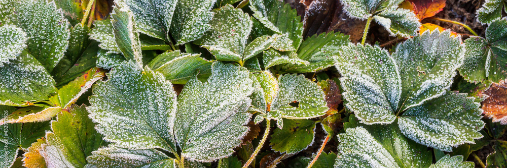 Leaves of garden strawberries covered with hoar frost. Beautiful natural background with hoarfrost on foliage. Frozen plants texture. Rime ice crystals on strawberry leaves in the garden during frost. Leaves of garden strawberries covered with hoar frost. Beautiful natural background with hoarfrost on foliage. Frozen plants texture. Rime ice crystals on strawberry leaves in the garden during frost.
