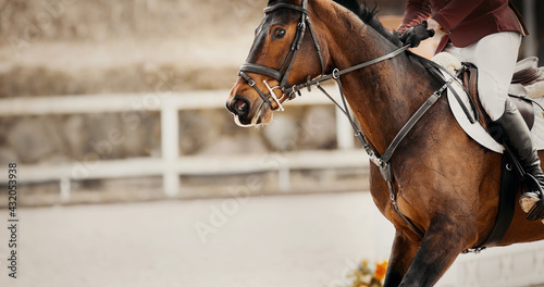 Equestrian sport. Portrait sports brown stallion in the bridle.