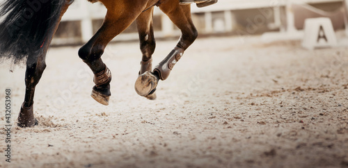 Legs of a galloping horse. Legs of a sporting horse in knee-caps
