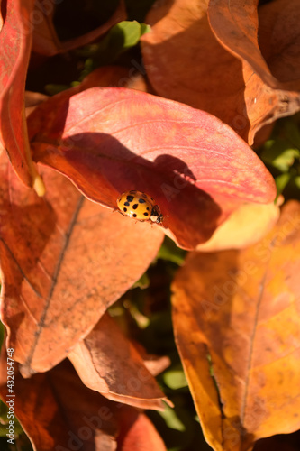 yellow ladybug on red autumn leaves on the ground