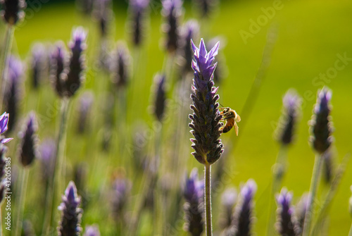 flying bees perched on poppy and lavender flowers on a sunny day in the field