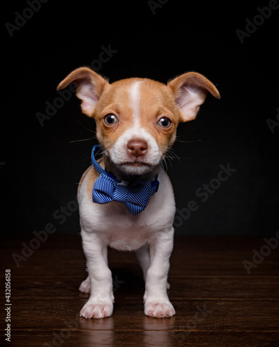 studio shot of a cute dog on an isolated background © annette shaff