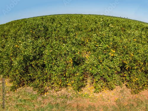 Orange grove.Beautiful orange grovesin the Brasillian countryside photo